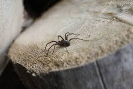 So können spinnen im garten angesiedelt werden. Graue Aggressive Spinne Im Garten
