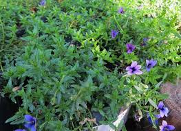 Image result for Monopsis