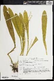 Image result for Liparis deistelii