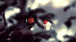 pin by 3m akademi on and butterflies gif the end of the world tumblr