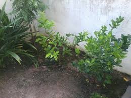 Cara tanam limau kasturi dalam pot agar berbuah banyak cara tanam: Cara Penjagaan Pokok Limau Kasturi