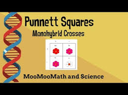 Alleles, genotypes, and monohybrid crosses. Punnett Square Example Problems Monohybrid Cross Youtube