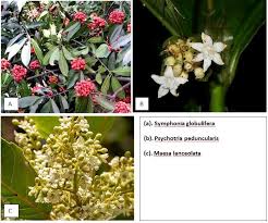 Image result for Psychotria peduncularis