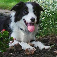Border Collie Spot Thebcolliespot Twitter