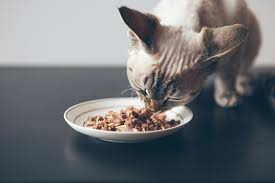 Wieder habe ich wenige tage nach der blutabnahme bei beiden katzen, am … Was Steckt Im Nierendiatfutter Fur Katzen Nierenerkrankung Cne