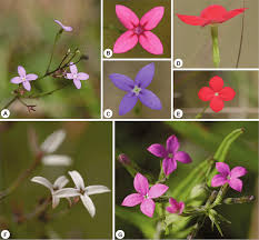 Image result for Kohautia caespitosa