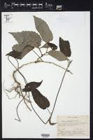 Image result for Tragia lasiophylla