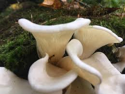 Found Some Angel Wings Look A Lot Like Oysters Has Anyone Out There Eaten These I Ve Read Edibility Is Up For Debate Myc Oysters Stuffed Mushrooms Fungi