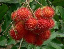 Rambutan berasal dari malaysia dan tergolong dalam famili sapindaceae. Buah Buahan Tempatan Kegemaran Anda Toluna