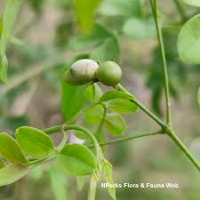 Image result for Jasminum pauciflorum
