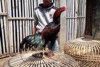 Sabung ayam biasanya ilegal dan identik dengan perjudian, namun berbeda dengan gelaran derby pelaku judi sabung ayam di tongkonan palasa, lembang (desa) tondon matallo, kecamatan. Ayam Bangkok Vietnam Super Ayampetarung Com