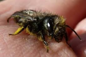 What attracts a mason bee? Mason Bee Pollination Vs Honeybee Pollination