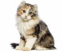 American Curl Cats | American Curl Cat Breed Info ...