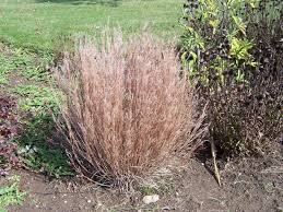 Image result for Schizachyrium claudopus