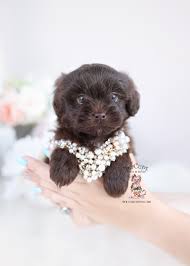 Some include shih tzus, yorkies, maltipoos, toy poodles, shihpoos, shorkies. Chocolate Shihpoo Puppies Teacup Puppies Boutique