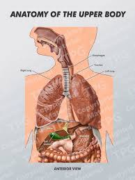 Its bones, muscles, nerves, joints, blood vessels and lymphatics, anatomical areas, and structures found in the hand. Upper Body Anatomy
