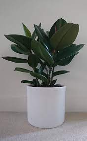 We did not find results for: Ficus Elastica Rubber Plant Guide Our House Plants