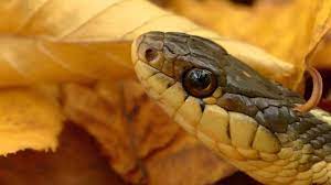 Share the best gifs now >>>. Explainer Why Do Snakes Flick Their Tongues