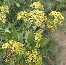 Image result for Heteromorpha involucrata