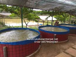 Pembayaran mudah, pengiriman cepat & bisa cicil 0%. Ini Dia Cara Budidaya Ikan Nila Paling Mudah 1 Jual Kolam Terpal Bulat Berkualitas Paling Murah