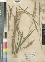 Image result for Echinochloa stagnina