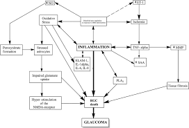 The Role Of Inflammation In The Pathogenesis Of Glaucoma
