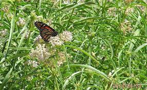 Image result for Asclepias foliosa
