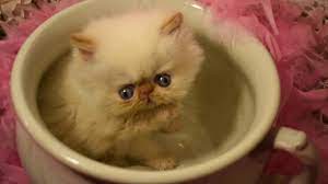 Nose and paws a lively coral pink; Oh No Red Gene Character Periwinkle S Flame Point Himalayan Kitten Another Cutiepie Youtube