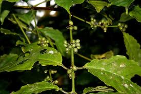 Image result for Empogona sp. A