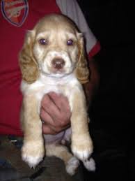 Large selection of finest puppies for sale serving nyc brooklyn, manhattan, queens, bronx, staten island, long island ny, nj, ct, ma, pa. Cocker Spaniel X Clumber Spaniel Buckfastleigh Devon Pets4homes Cocker Spaniel Clumber Spaniel Rottweiler Mix