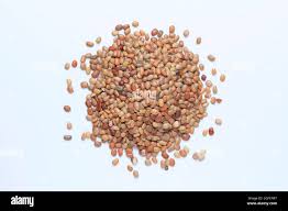 Image result for Macrotyloma