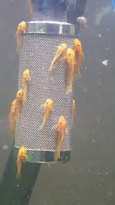 Marbled Super Red Bristlenose I M Selling 7 Juvenile Unsexed Marbled Super Red Bristlenose Plecos For Sale For 28 Th Plecostomus Pleco Fish Beautiful Fish