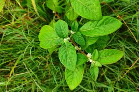 Image result for Alternanthera sessilis