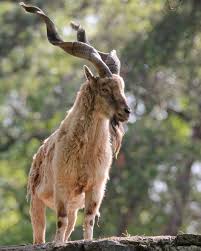 Image result for Chrysochloa hubbardiana