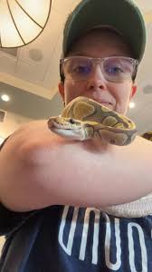 Found this awesome little fatty cleaning up a mess pretty little Dekays  snake