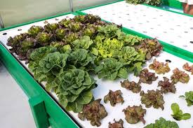 Aquaponic Potatoes How To Grow Potatoes In Aquaponics