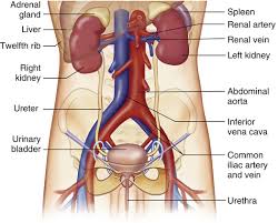 Structure And Function Of The Renal And Urologic Systems Basicmedical Key