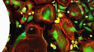 Now available on your ipod touch, iphone, and ipad! Adult Stem Cell Group Tampere Universities