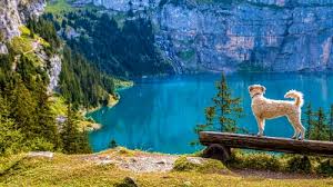 We did not find results for: Beautiful Landscape And A Dog Play Free Daily Jigsaw Puzzles From Jigsawaday