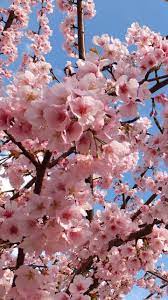 Download Wallpaper 720x1280 Blossoms Twigs Spring Sky Mood Beauty Samsung Galaxy S3 Cherry Blossom Wallpaper Spring Wallpaper Beautiful Flowers Wallpapers