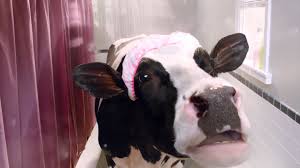 And Now For Something Completely Different A Cow In The Shower Hello Giggles Cool Gifs Get On The Floor