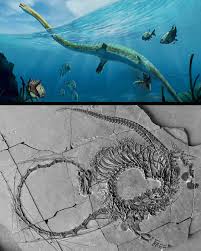 Image result for Dragon SY-252