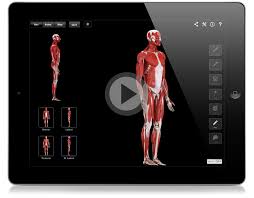 muscle system pro complete anatomy