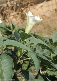 Image result for Datura inoxia