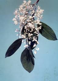 Image result for Phyllocosmus