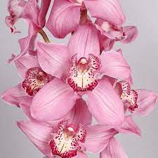 Cymbidium Orchid Pink Floyd Are Perfect For Wedding Flower Arrangements They Create A Natural And Delicate Look Also Great Cymbidium Orchids Orchids Flowers