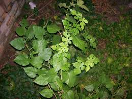 It was, for the most part, a covers album, although it did feature the original song dead king. How To Get Rid Of Weed Trees In Your Lawn And Garden Dengarden