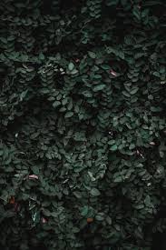 We have a massive amount of hd images that will make your computer or smartphone look absolutely fresh. Dark Green Aesthetic Wallpapers Wallpaper Cave