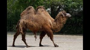It's easy, just walk like a camel! Niabi Zoo Welcomes Pair Of Bactrian Camels Wqad Com