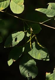Image result for Indigofera ormocarpoides
